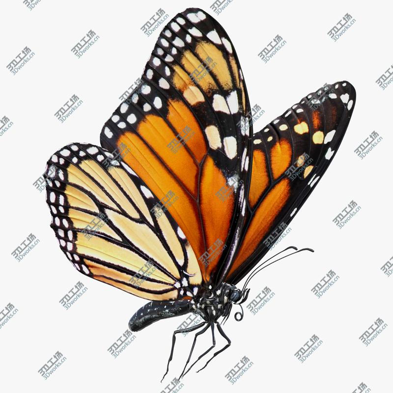 images/goods_img/202104021/3D Milkweed Butterfly Flying Pose/1.jpg